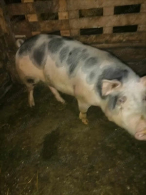 Porc de vanzare  - imagine 3 Porc de vanzare  - imagine 3