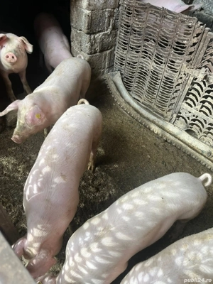 de vanzare ..50,60,70kg