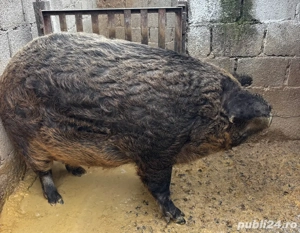 Porci grași mangalița