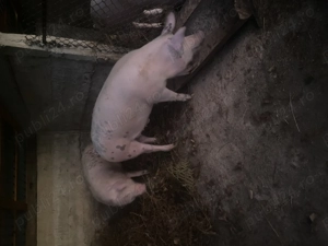 Porc de vanzare  - imagine 3