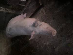 Porc de vanzare  - imagine 2