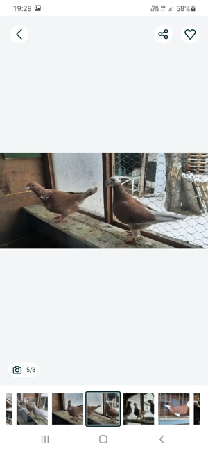 porumbei simi - imagine 2