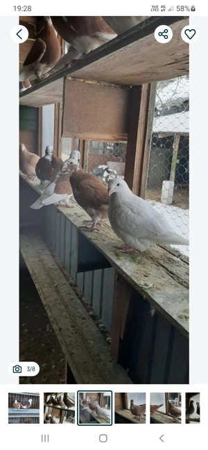 porumbei simi - imagine 4