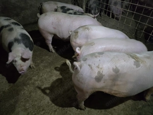 Vand porci de carne pentru sacrificat 