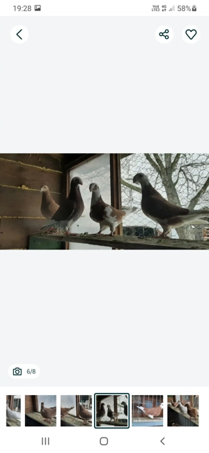 porumbei simi - imagine 3