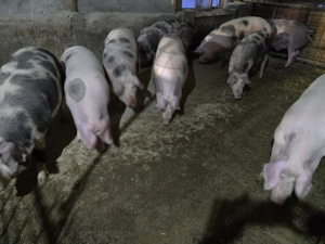 Vand porci de carne pentru sacrificat  - imagine 2