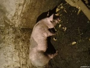 Vând porci rasă de carne - imagine 4 Vând porci rasă de carne - imagine 4