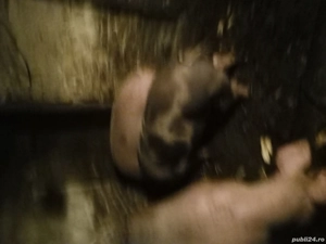 Vând porci rasă de carne - imagine 3 Vând porci rasă de carne - imagine 3