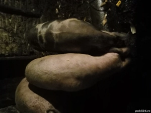 Vând porci rasă de carne