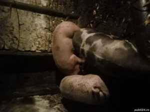 Vând porci rasă de carne - imagine 2 Vând porci rasă de carne - imagine 2