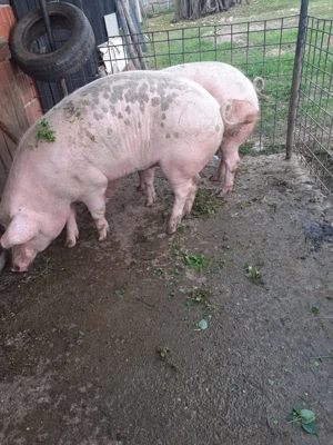 Vând porci grași 15 lei 