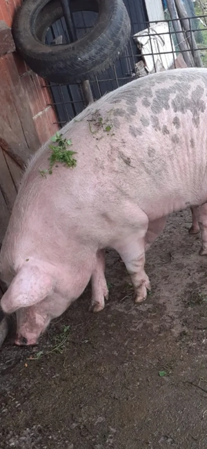 Vând porci grași 15 lei  - imagine 2 Vând porci grași 15 lei  - imagine 2