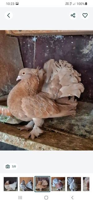 porumbei voltati  - imagine 3