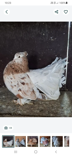 porumbei voltati  - imagine 5