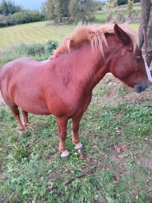 Vând cam de 5 ani cuminte 