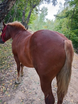 Vând cam de 5 ani cuminte  - imagine 3