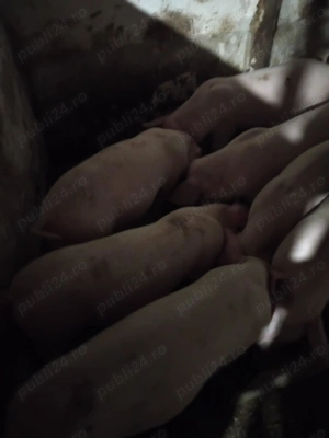 Vând suldei la 30 kg 