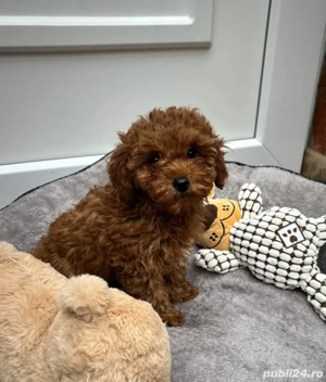 Catelusi Pudel Poodel Caniche red toy transport - imagine 4