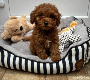 Catelusi Pudel Poodel Caniche red toy transport - imagine 2