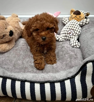 Catelusi Pudel Poodel Caniche red toy transport - imagine 5