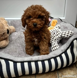 Catelusi Pudel Poodel Caniche red toy transport - imagine 3