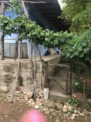 vanzare casa cu teren  - imagine 3