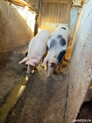 vand porc de taiat - imagine 2