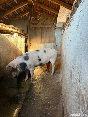 vand porc de taiat - imagine 3