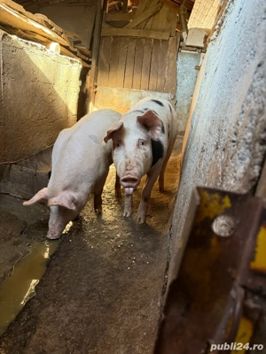 vand porc de taiat - imagine 4