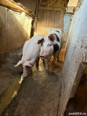 vand porc de taiat - imagine 5