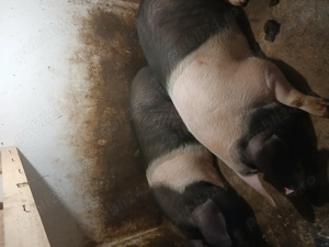 Vând porci pentru sacrificat