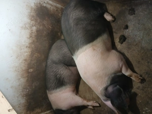 Vând porci pentru sacrificat - imagine 4