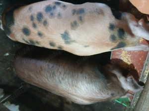 Vând porci pentru sacrificat