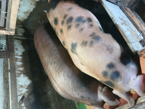 Vând porci pentru sacrificat - imagine 2