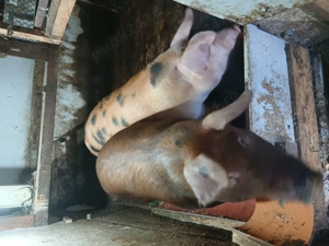 Vând porci pentru sacrificat - imagine 5