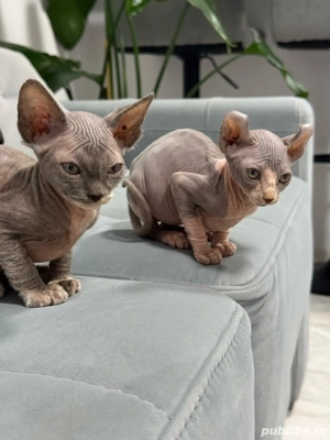 Doua pisicute Sphynx - imagine 4