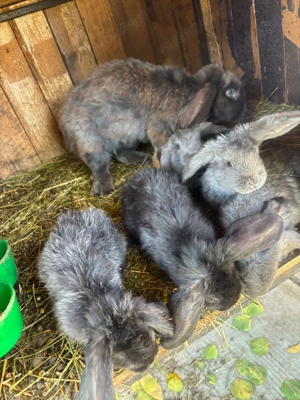 Iepuri berbec german - imagine 2