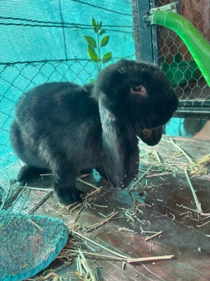 Iepuri berbec german