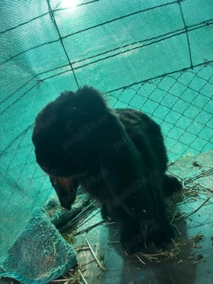 Iepuri berbec german - imagine 3