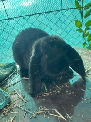 Iepuri berbec german - imagine 4