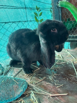 Iepuri berbec german - imagine 5