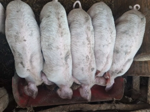 Purcei disponibili (2luni landrace)