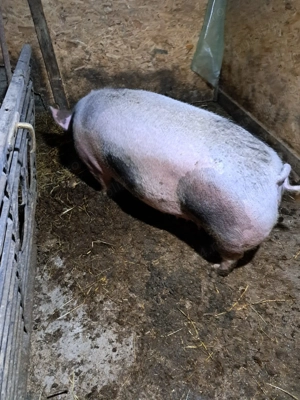 Porci vinzare - imagine 3