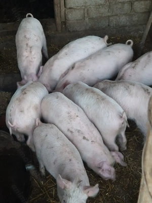 Purcei disponibili (2luni landrace) - imagine 2