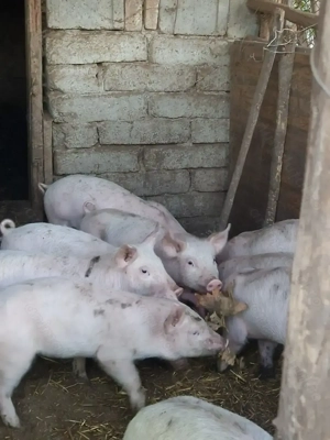 Purcei disponibili (2luni landrace) - imagine 3