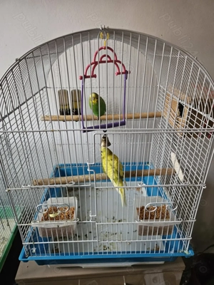 Vand papagali Peruși