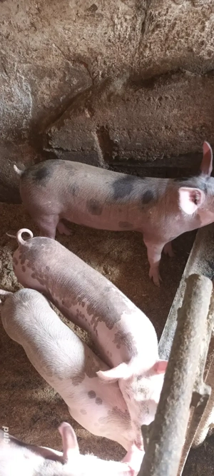 vând purcei  - imagine 4 vând purcei  - imagine 4