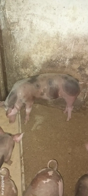 vând purcei  - imagine 2 vând purcei  - imagine 2