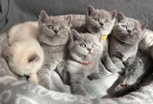 Puiuți bristish shorthair blue