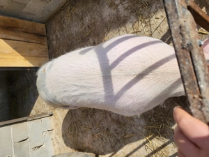 Porc pentru sacrificat - imagine 3